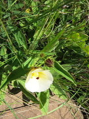 Hibiscus aethiopicus