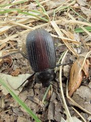 Eleodes suturalis