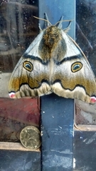 Polythysana rubrescens