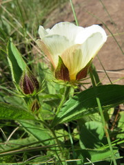 Hibiscus aethiopicus