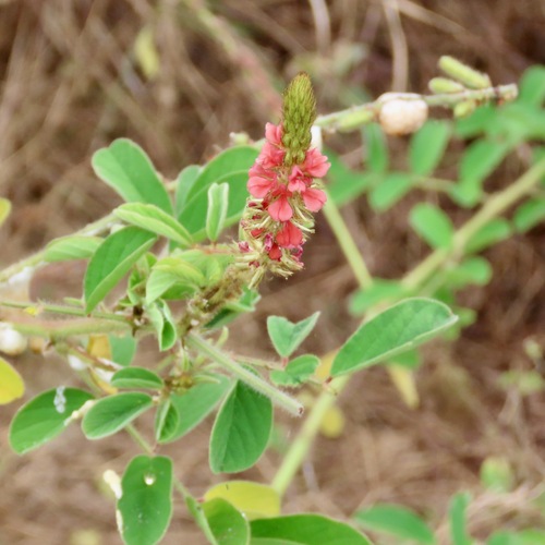 Añil velloso (Indigofera hirsuta)