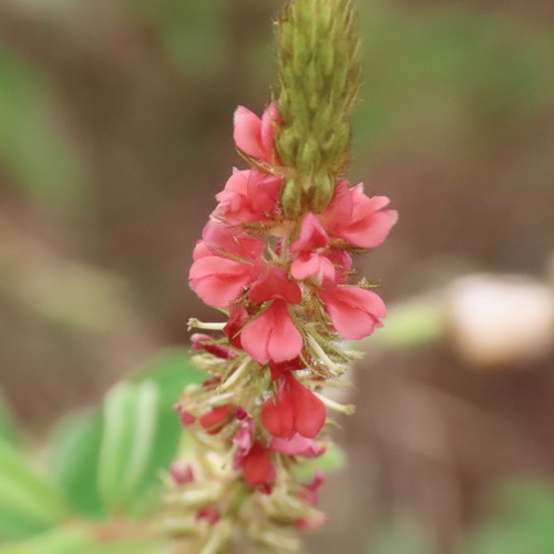 Añil velloso (Indigofera hirsuta)