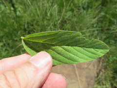 Hibiscus aethiopicus