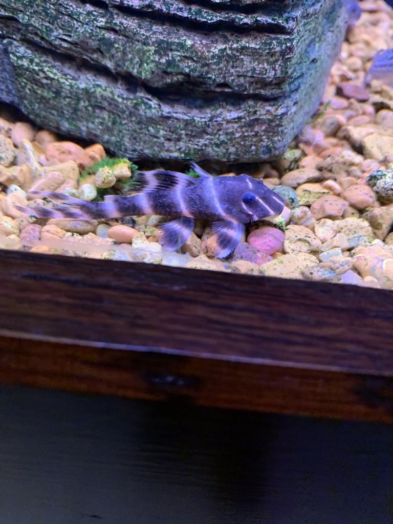 Pléco flash L204 (Panaqolus albivermis)