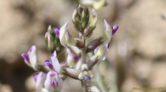 Astragalus layneae