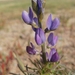 Lupinus angustifolius reticulatus - Photo (c) jorditb, some rights reserved (CC BY-NC), uploaded by jorditb