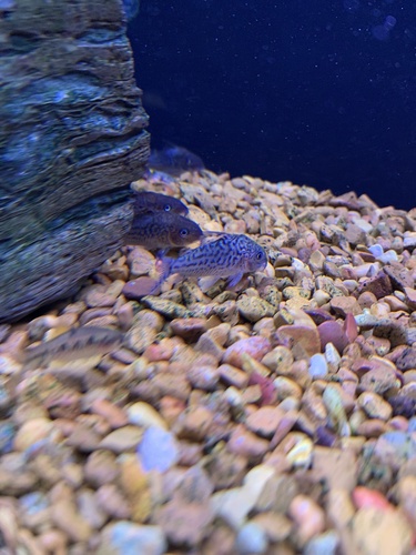 False network cory (Corydoras sodalis) — Callichthyidae — 2