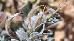 Astragalus layneae