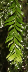 Tmesipteris sigmatifolia