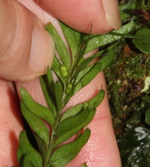 Tmesipteris sigmatifolia