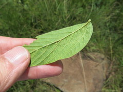 Hibiscus aethiopicus
