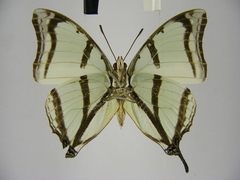 Polyura kahldeni