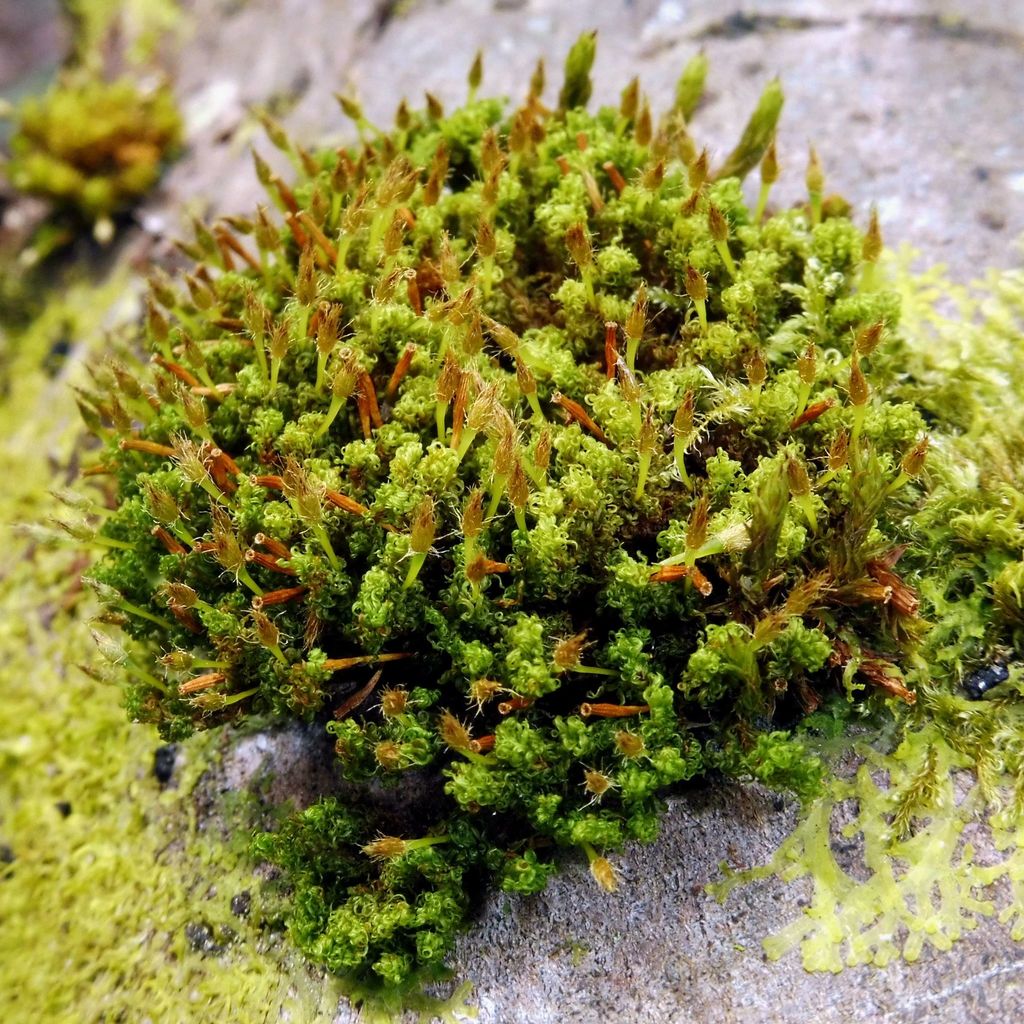 crisped pincushion