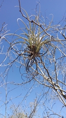 Tillandsia exserta