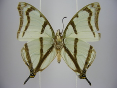 Polyura kahldeni