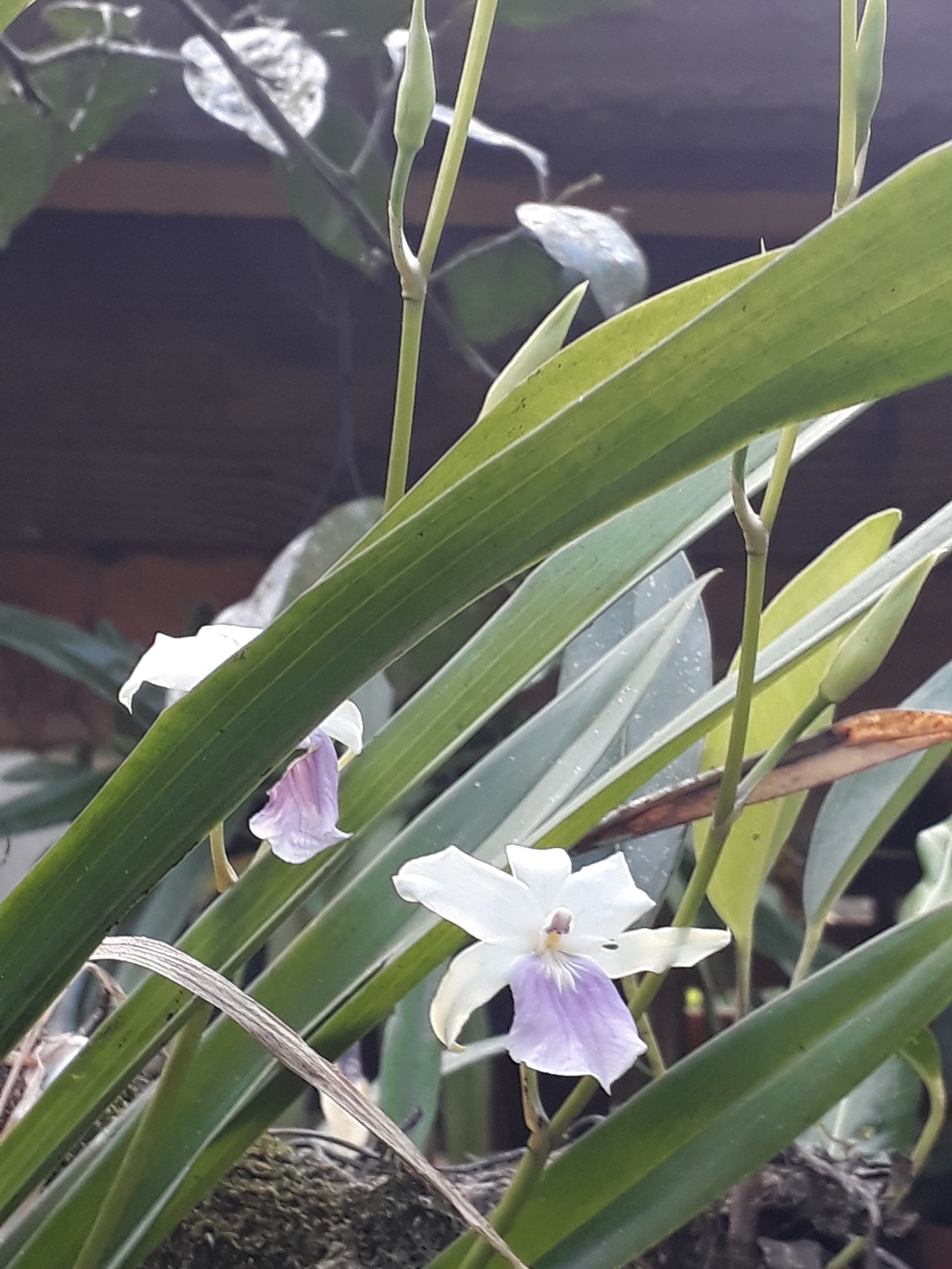 Imagem de Orquídea