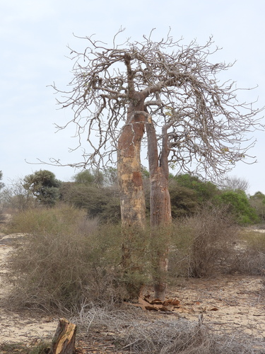 Delonix decaryi, photograph 2