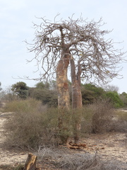 Delonix decaryi, photograph (c) amantedarmanin, some rights reserved (CC BY)