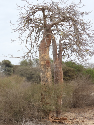 Delonix decaryi