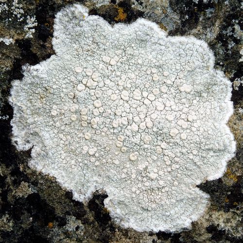 Crawfish Lichen