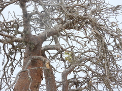 Delonix decaryi, photograph (c) amantedarmanin, some rights reserved (CC BY)