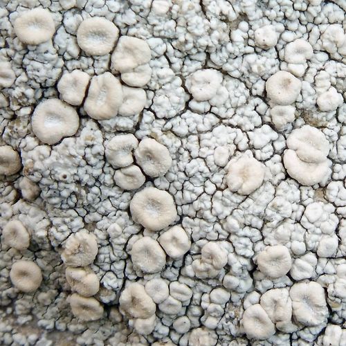 Crawfish Lichen