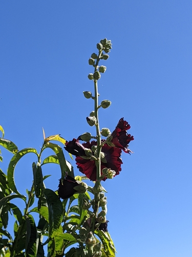 Foto de Malva-rosa