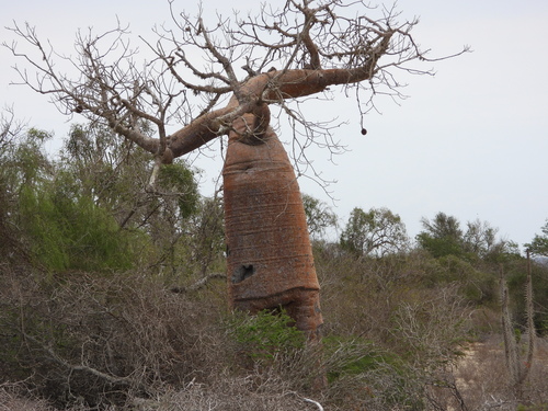 Image of Adansonia rubrostipa by (c) amantedarmanin, some rights reserved (CC BY)