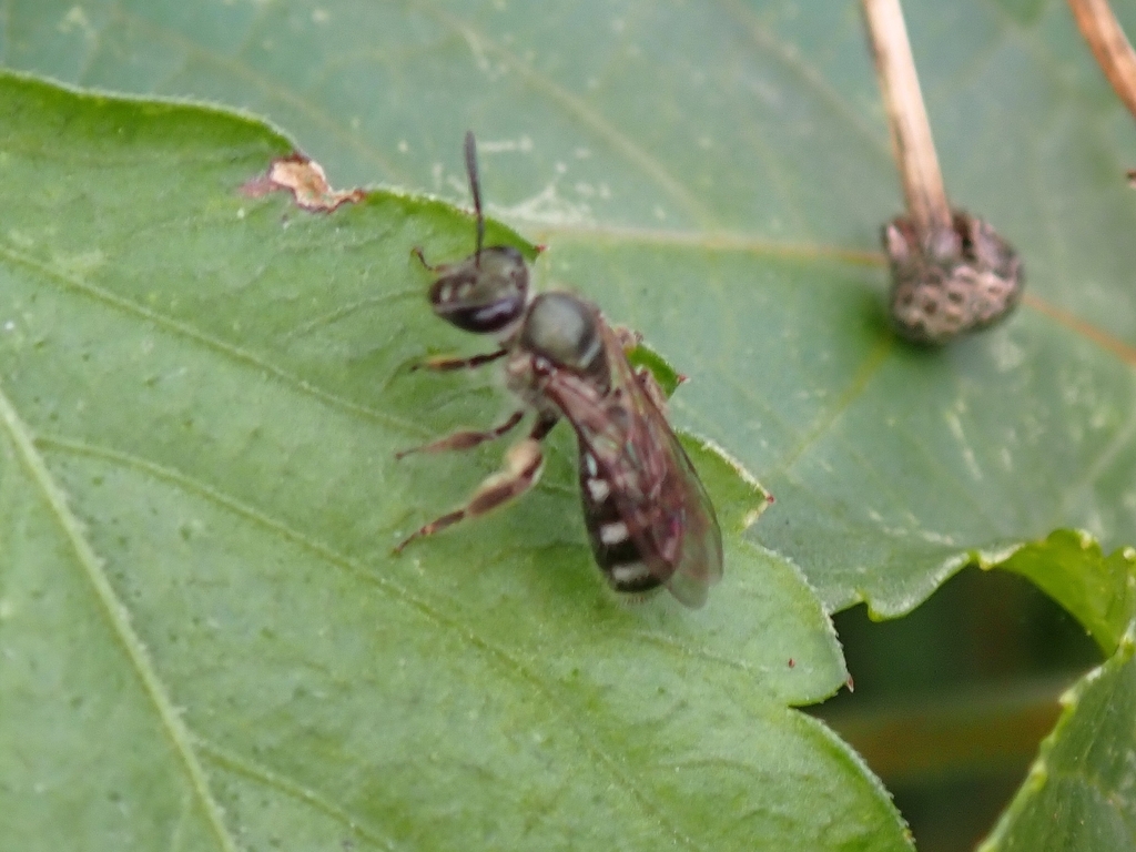 Lasioglossum chalcodes