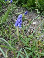 Muscari armeniacum