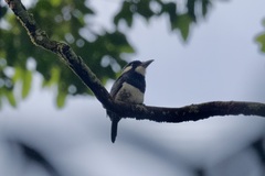 Notharchus pectoralis image