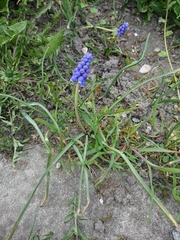 Muscari armeniacum