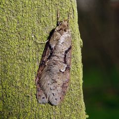 Semioscopis steinkellneriana