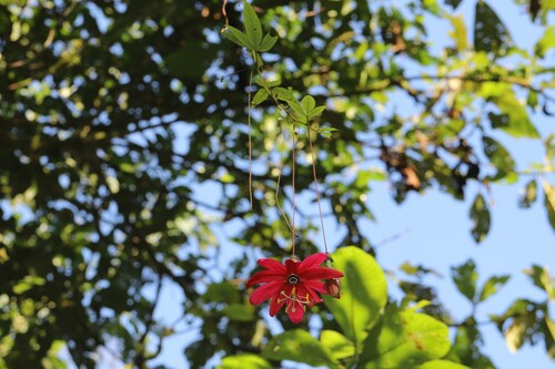 Image of Passiflora antioquiensis by (c) Adrien Jailloux, some rights reserved (CC BY)
