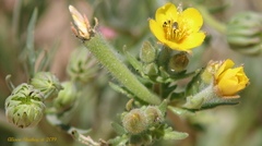 Mentzelia affinis