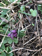 Corydalis intermedia
