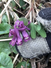 Corydalis intermedia