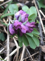 Corydalis intermedia