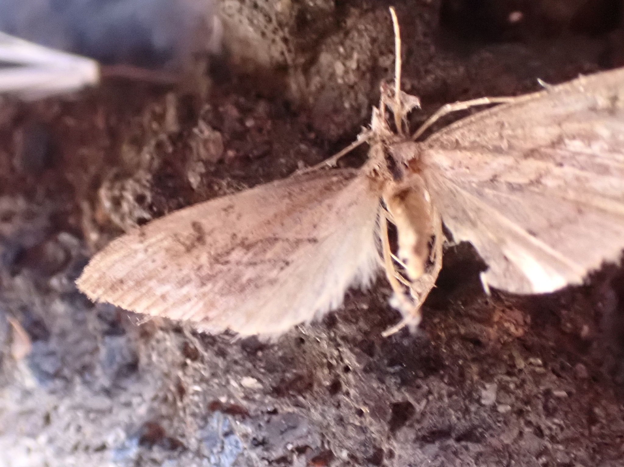 Evergestis isatidalis