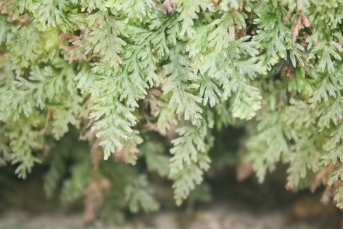 Image of Vandenboschia boschiana by (c) Dominic, some rights reserved (CC BY)