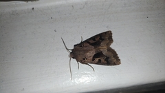 Clavipalpula aurariae