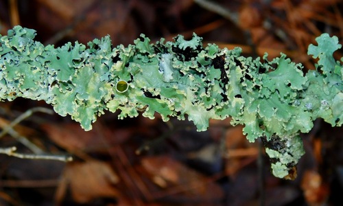 Black Sheet Lichen