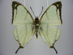 Polyura kahldeni