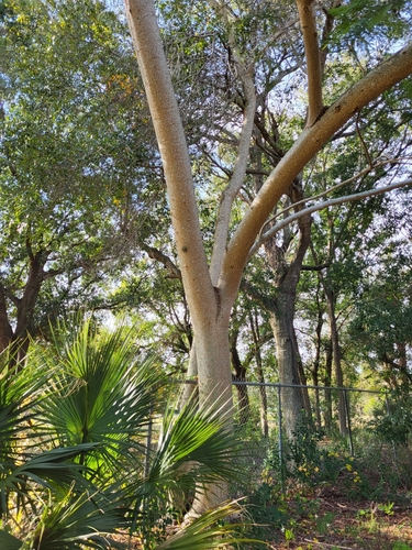 Foto de Timbaúba