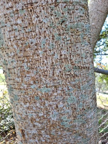 Foto de Timbaúba
