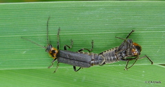 Cyrtomoptera divisa