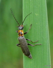 Cyrtomoptera divisa