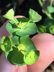 Euphorbia commutata