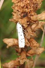 Myelois circumvoluta