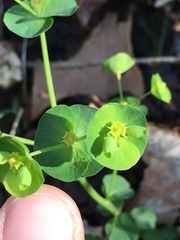 Euphorbia commutata